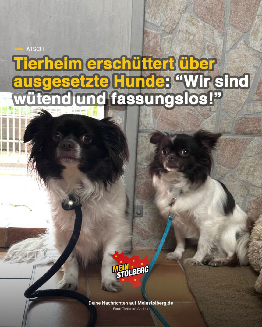 Atsch Tierheim erschüttert über ausgesetzte Hunde Wir sind wütend